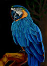 blue-feathers blue-feathers
