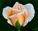 baby-peach-rose baby-peach-rose