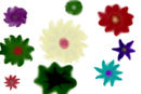 colourflower