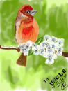 little-bird