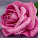 pink-rose