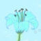 a-flowers-beauty by Chitsukee