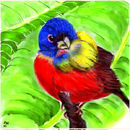 joyful-bird
