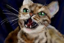 bengal-cat bengal-cat