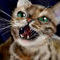 bengal-cat by EH