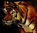 tiger tiger