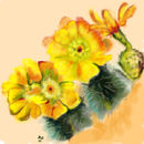 kaktus-flowers-after-g kaktus-flowers-after-g