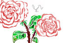 rose rose