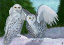 snow-owls