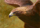 golden-eagle