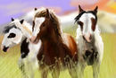 horse-trio
