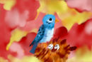 pajarito-segundo-paso
