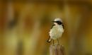 kleiner-vogel