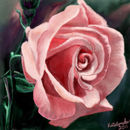 summer-rose