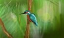 bird-2