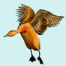 fly