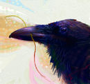 raven-snow