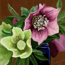 christmas-roses-helleb