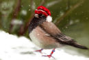 merry-christmas-to-all merry-christmas-to-all
