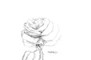 a-lonely-declicate-ros