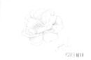 carnation-flower-sketc