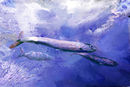 sardines-and-bluefish sardines-and-bluefish