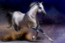 cossi