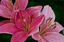rose-pink-colored-lill