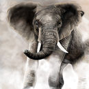 elephant elephant