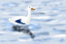 swan-or-duck