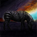 zebra zebra