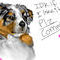 australian-shephard by roses56