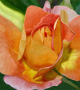 a-rose-of-a-different- a-rose-of-a-different-