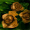 apricot-rose by sketchpad