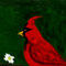 red-bird by sketchpad