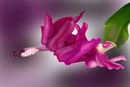 schlumbergera