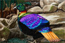 himalayian-monial himalayian-monial