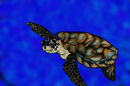 sea-turtle