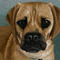 puggles by kutedymples