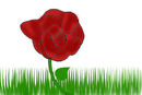 rose
