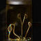 in-the-jar by danila