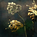 golden-flowers