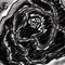 black-rose by rclaxton