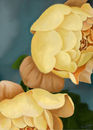magnolias