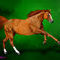 chestnut by roses56