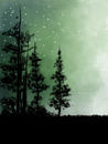 forest forest