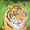easy-tiger by CHR
