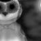 owl-in-progress by donatelo