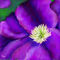 interior-of-a-clematis by ploiesteana