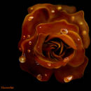 autumn-rose-with-dew-d